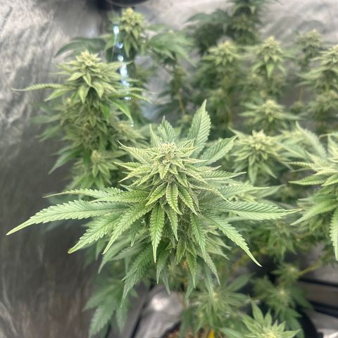 FG2 growlog timeline photo