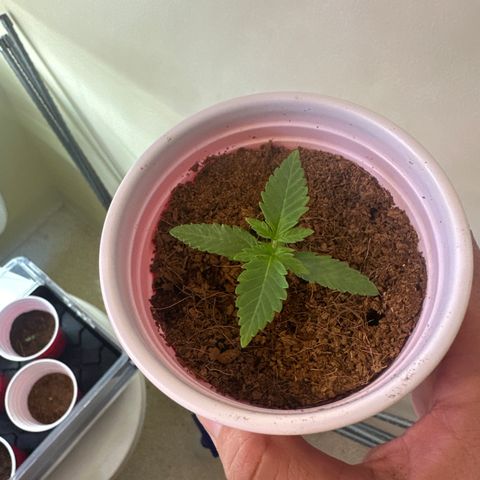 LG growlog timeline photo
