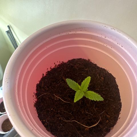L13 growlog timeline photo