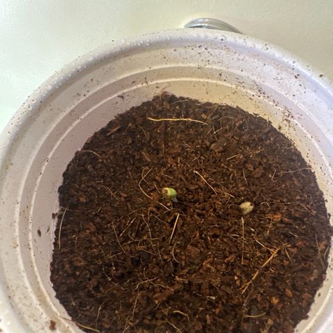 ICC growlog timeline photo