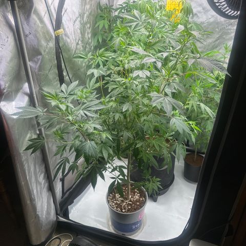 GSC3 growlog timeline photo