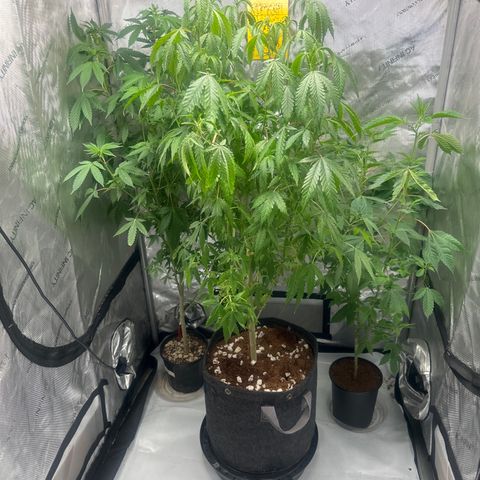 BoC  growlog timeline photo