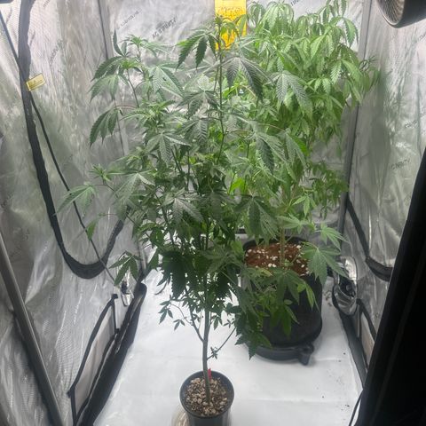 CB growlog timeline photo