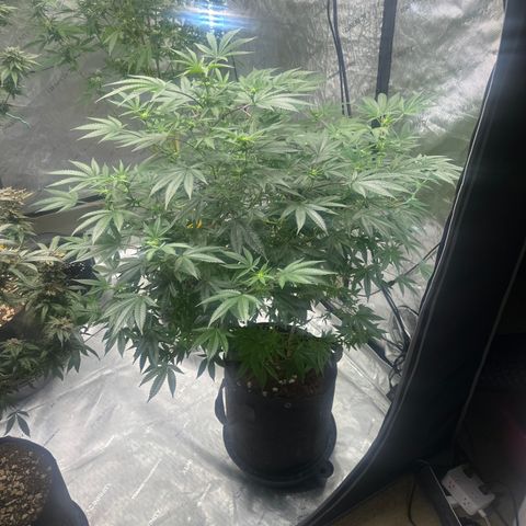 KK growlog timeline photo