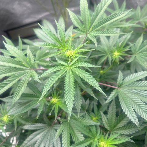 KK growlog timeline photo