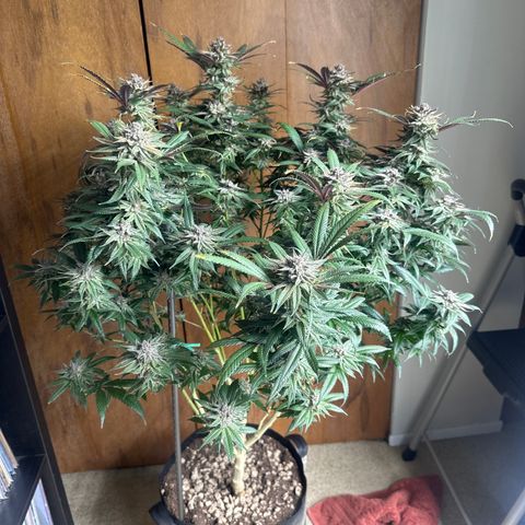 SR growlog timeline photo