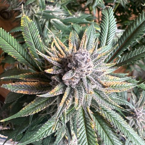 SR growlog timeline photo