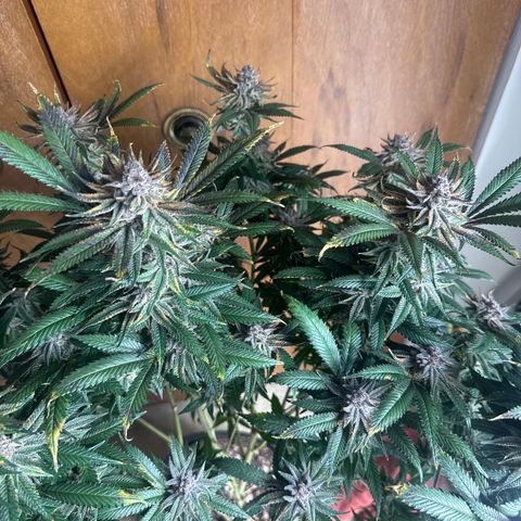 SR growlog timeline photo