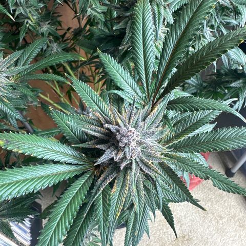 SR growlog timeline photo