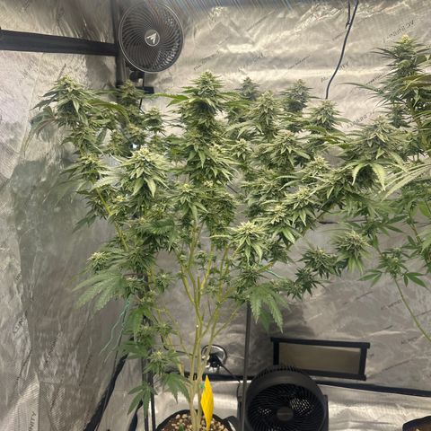 FG2 growlog timeline photo