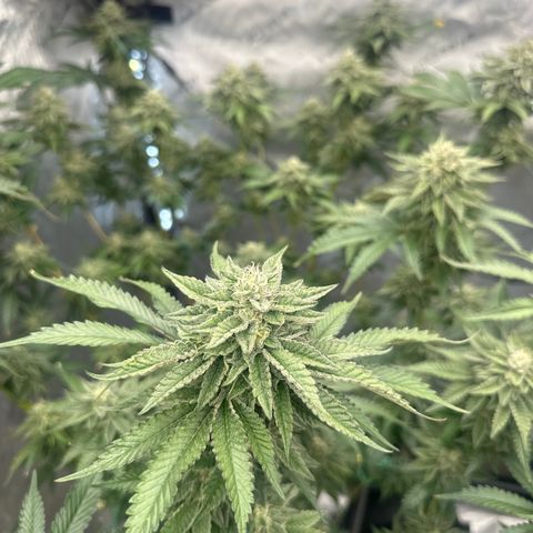 FG2 growlog timeline photo