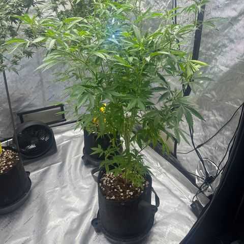 BoC  growlog timeline photo