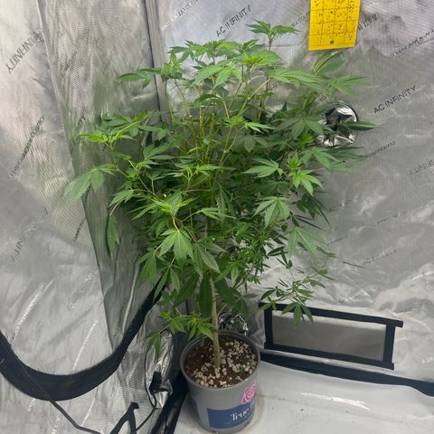 GSC3 growlog timeline photo