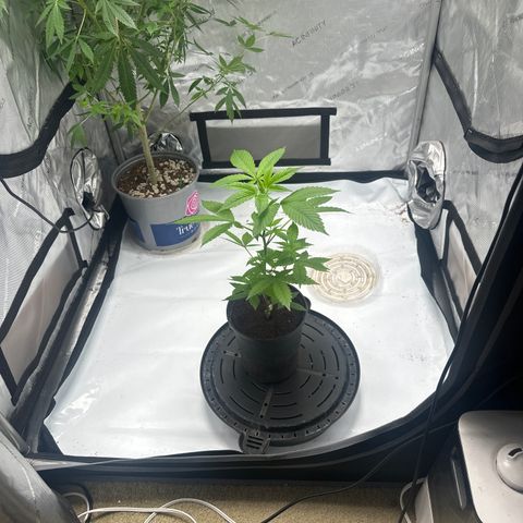 LW4 growlog timeline photo