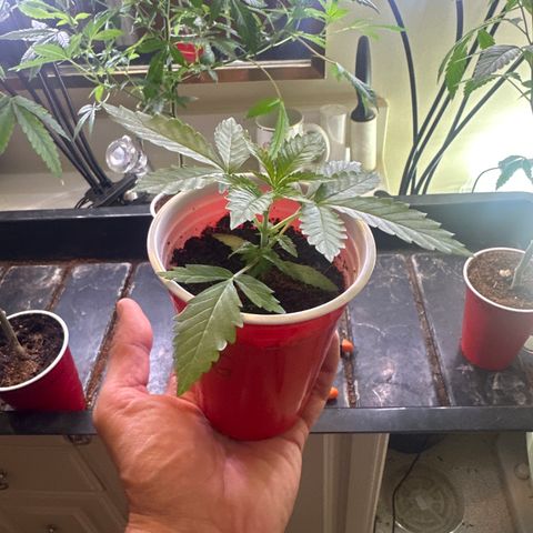 LG growlog timeline photo