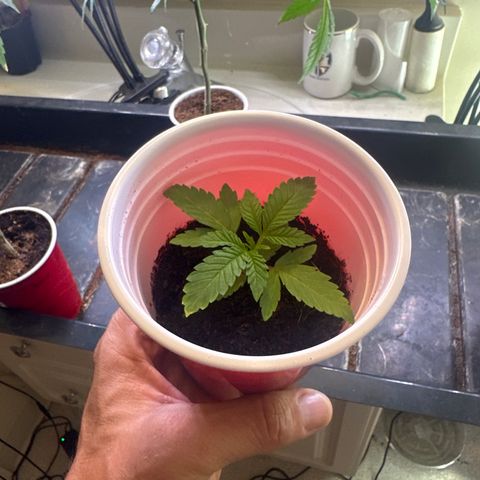 L13 growlog timeline photo