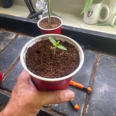 ICC growlog timeline photo