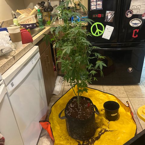 CB growlog timeline photo