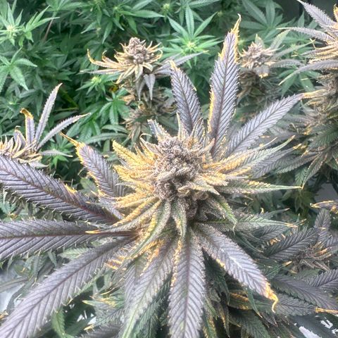 SR growlog timeline photo