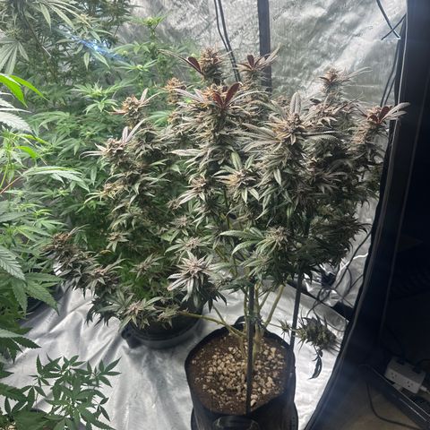 SR growlog timeline photo
