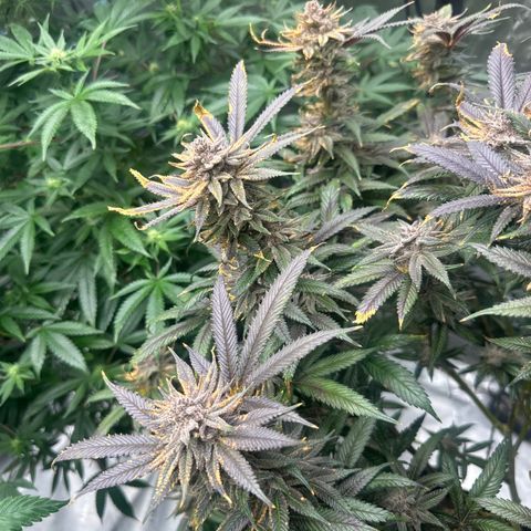 SR growlog timeline photo