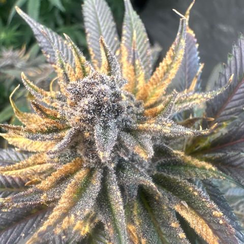 SR growlog timeline photo