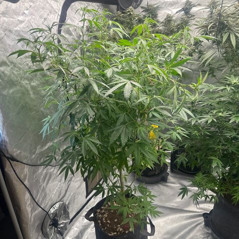 BoC  growlog timeline photo
