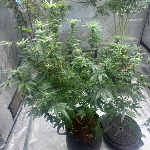 KK growlog timeline photo