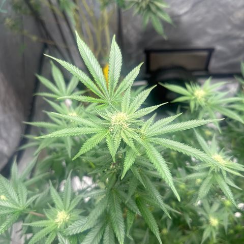 KK growlog timeline photo