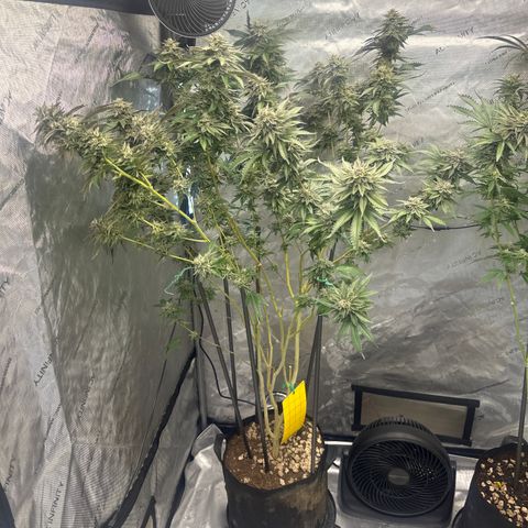 FG2 growlog timeline photo
