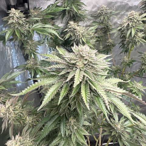 FG2 growlog timeline photo