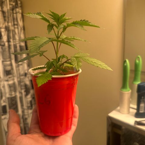 LG growlog timeline photo