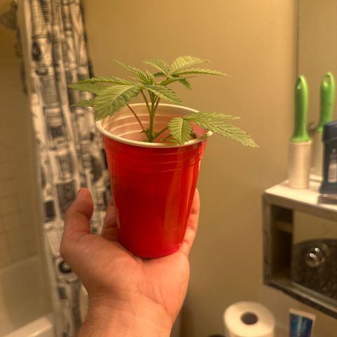 L13 growlog timeline photo