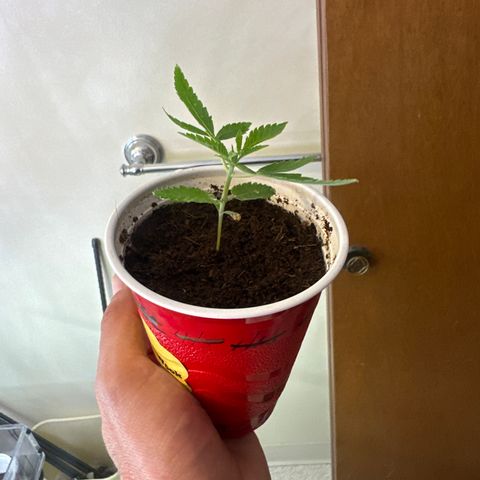 ICC growlog timeline photo