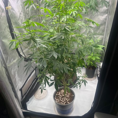 GSC3 growlog timeline photo
