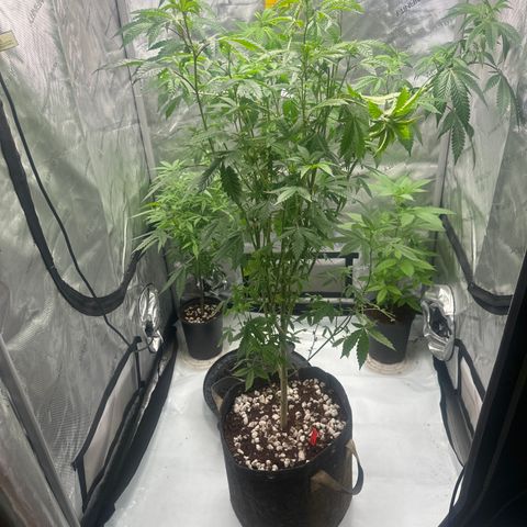 CB growlog timeline photo