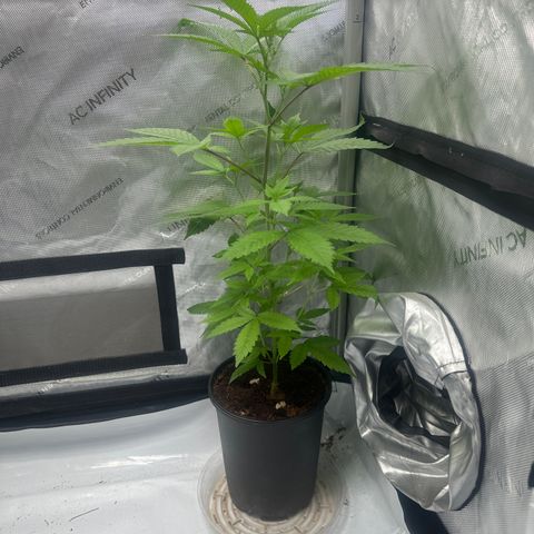 LW4 growlog timeline photo