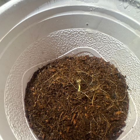 MM growlog timeline photo