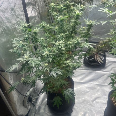 KK growlog timeline photo