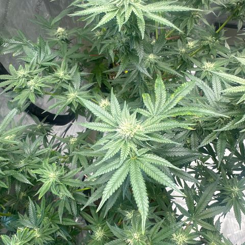 KK growlog timeline photo