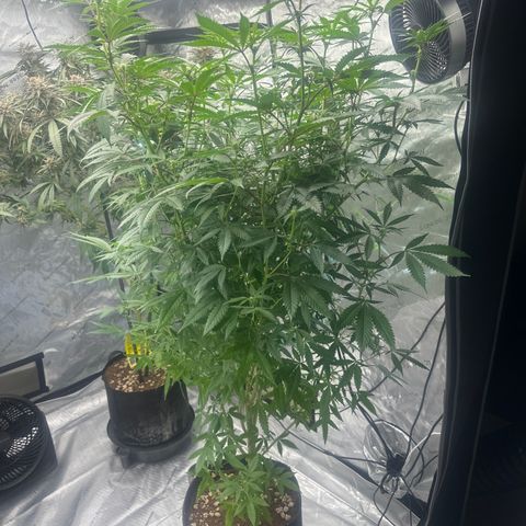 BoC  growlog timeline photo