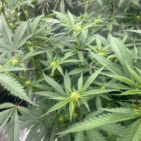 BoC  growlog timeline photo