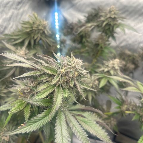 FG2 growlog timeline photo