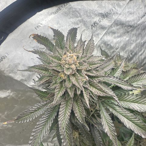 FG2 growlog timeline photo