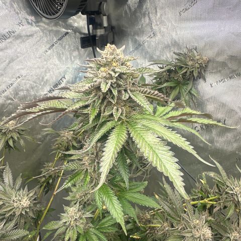 FG2 growlog timeline photo