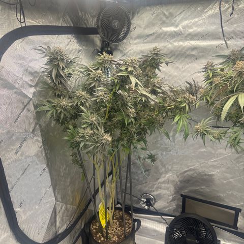 FG2 growlog timeline photo
