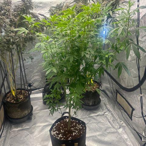 CB growlog timeline photo