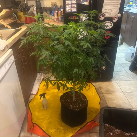 GSC3 growlog timeline photo