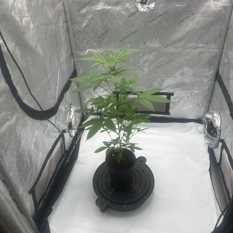 LW4 growlog timeline photo