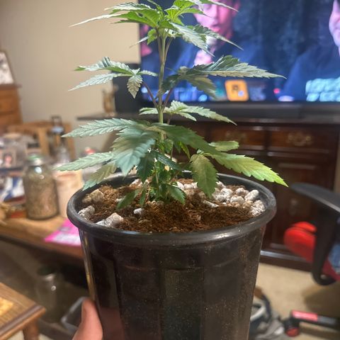 LG growlog timeline photo